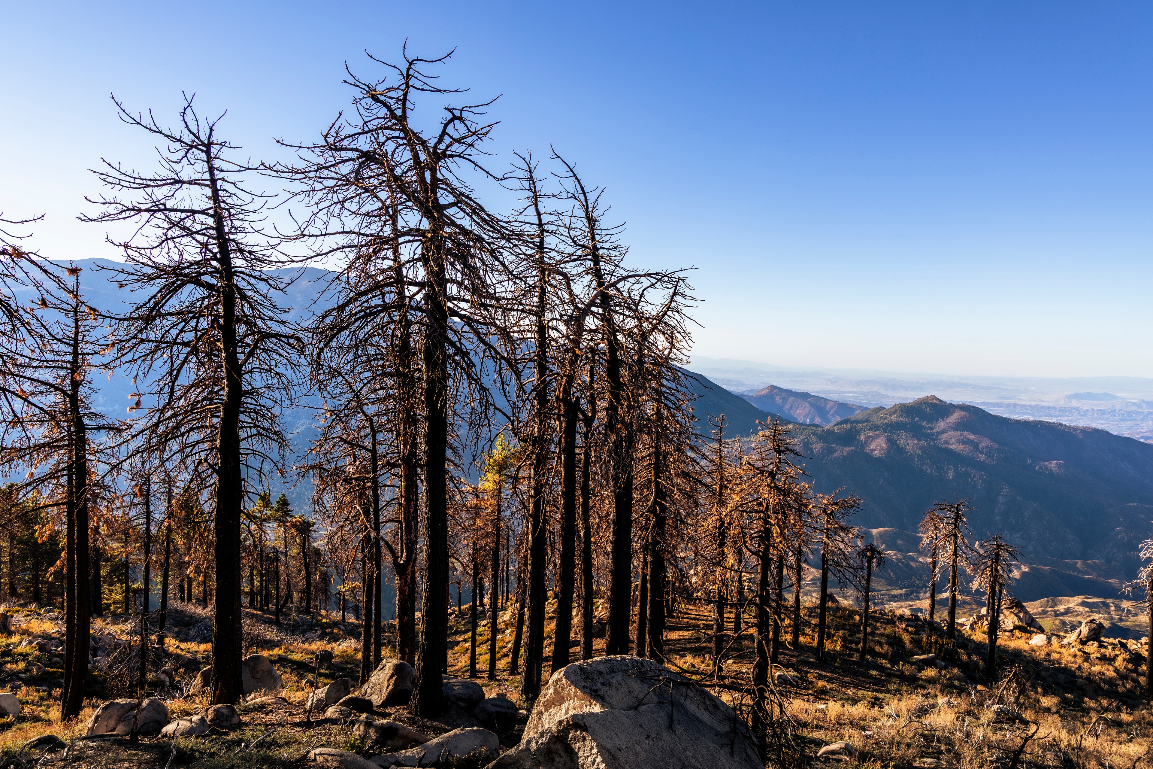 Burned pine forest with mountain valley views, Big Bear