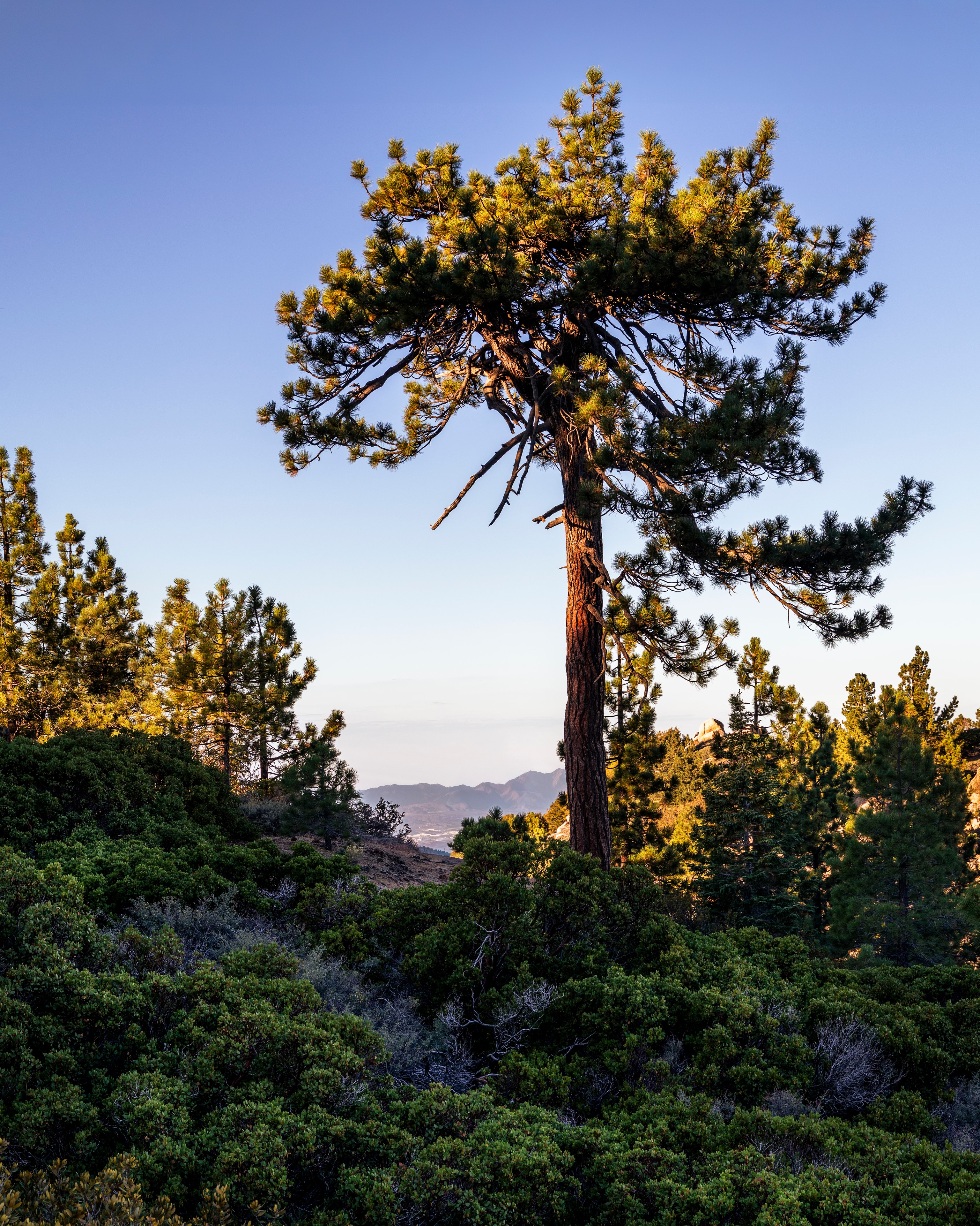 Lone pine tree glowing in golden light above mountain valley, Big Bear