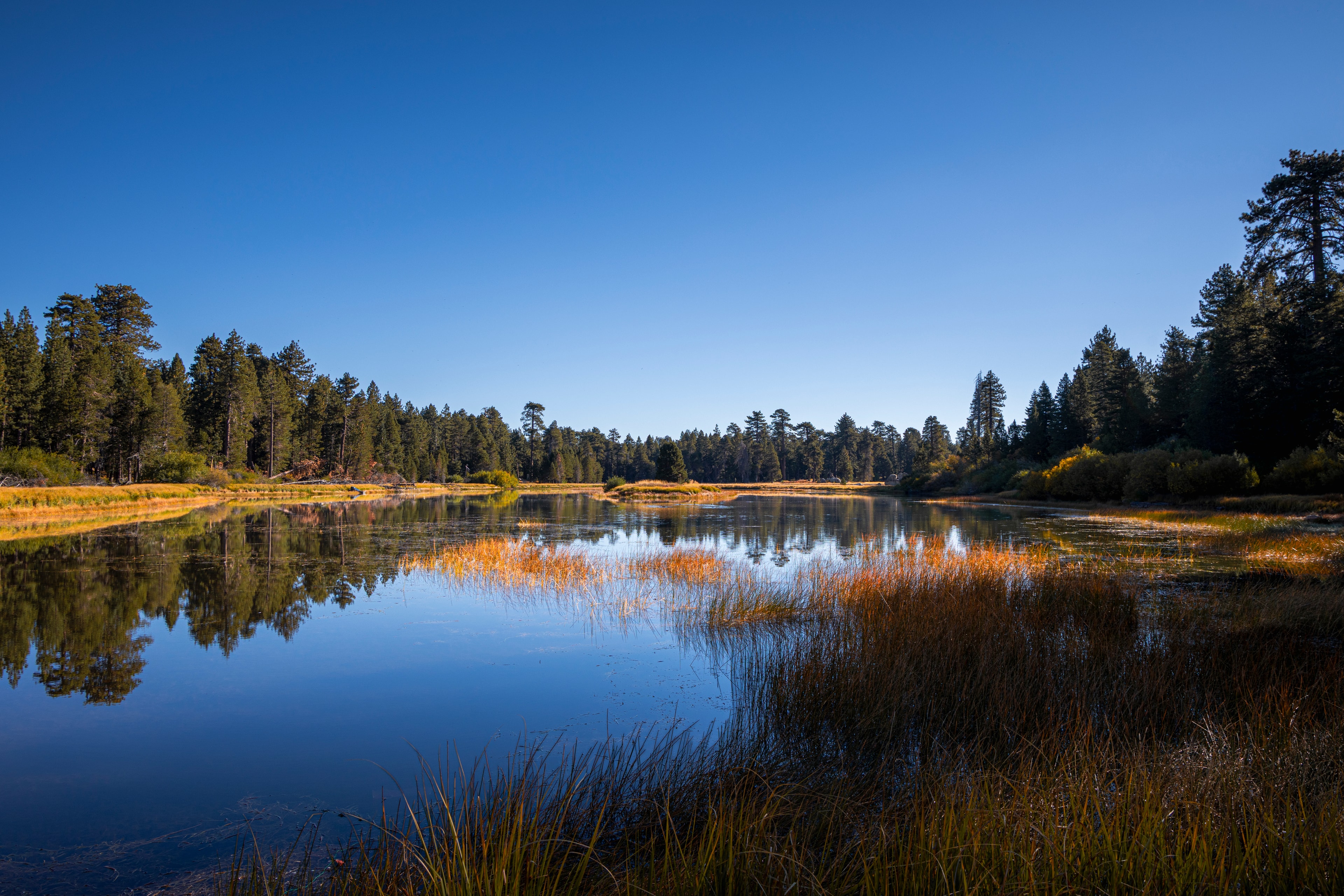 Calm lake with autumn reeds and pine forest reflection under blue sky, Big Bear