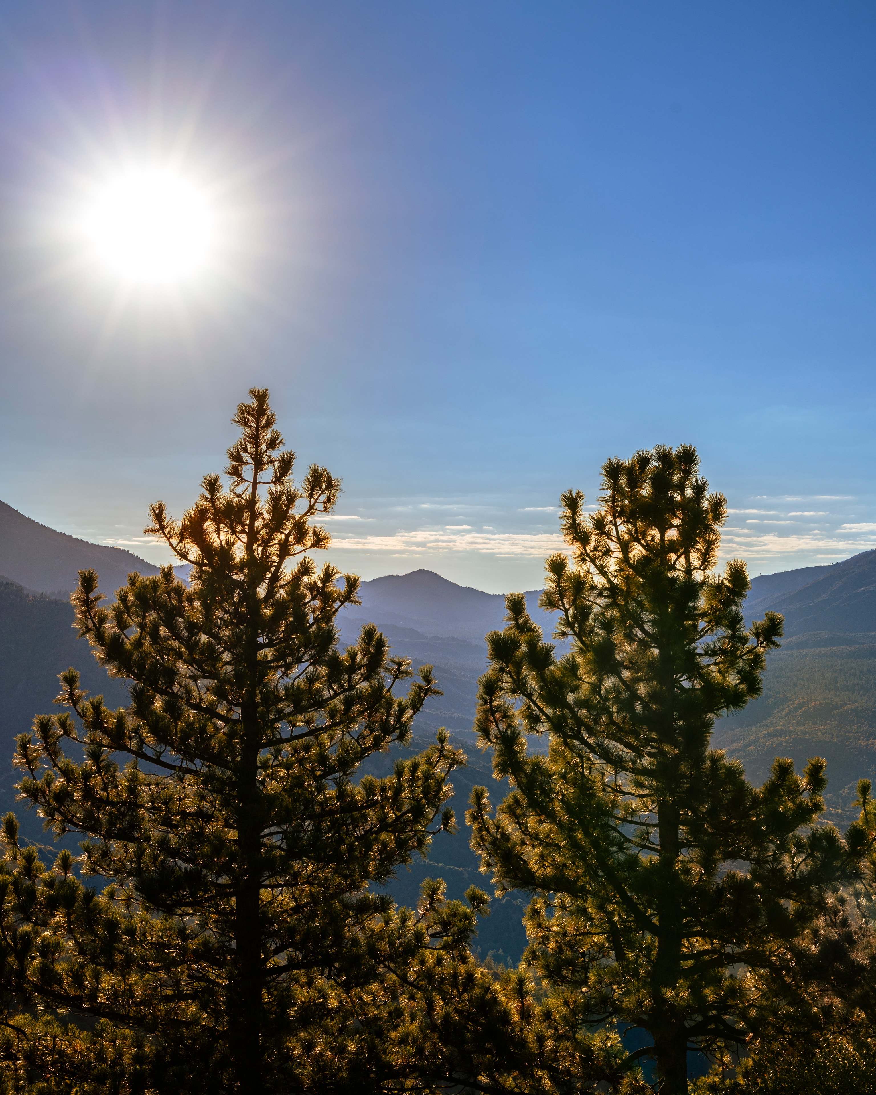 Two pine trees silhouetted against sun and mountain valley, Big Bear