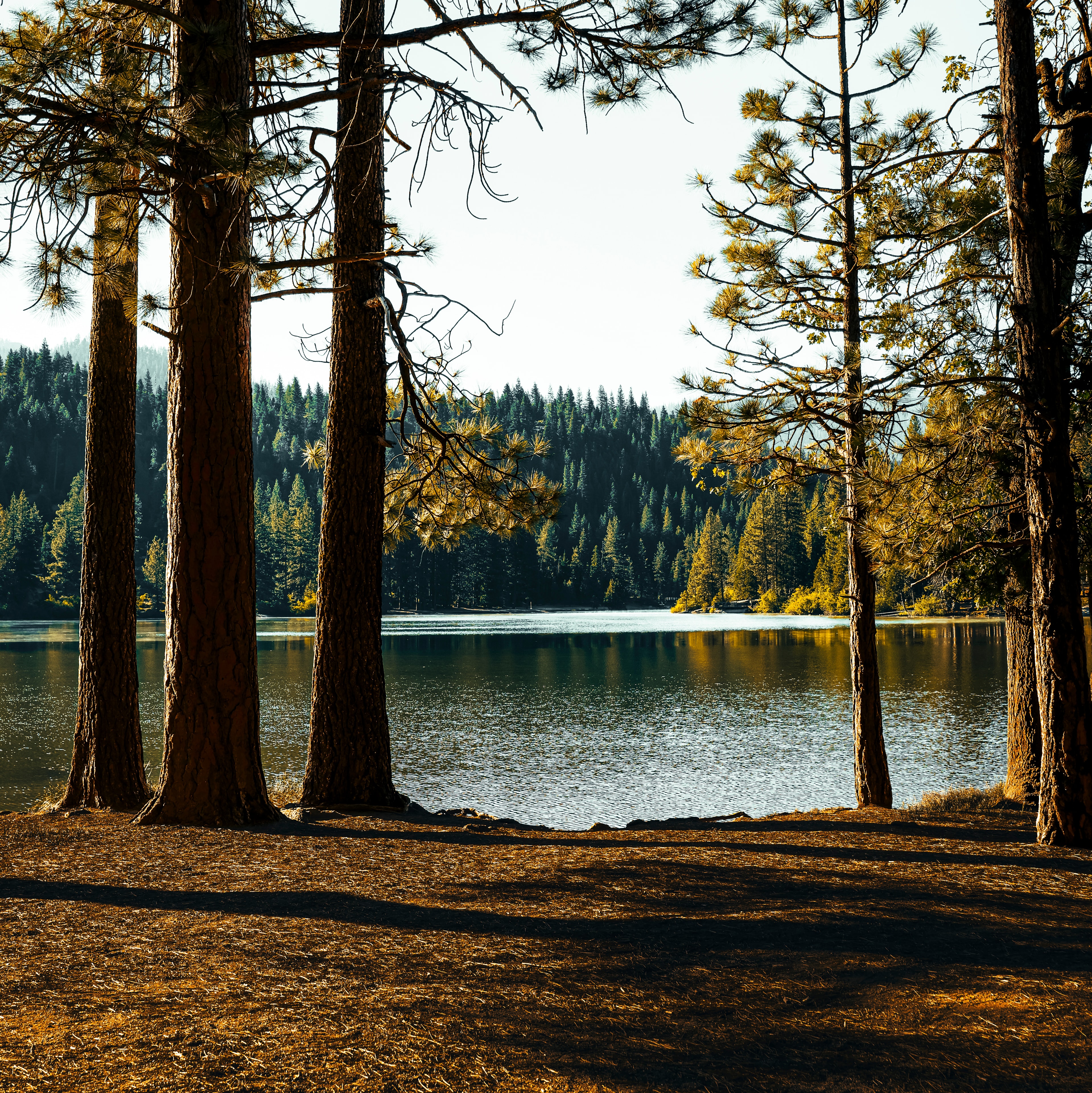 Pine trees framing a serene mountain lake with autumn foliage