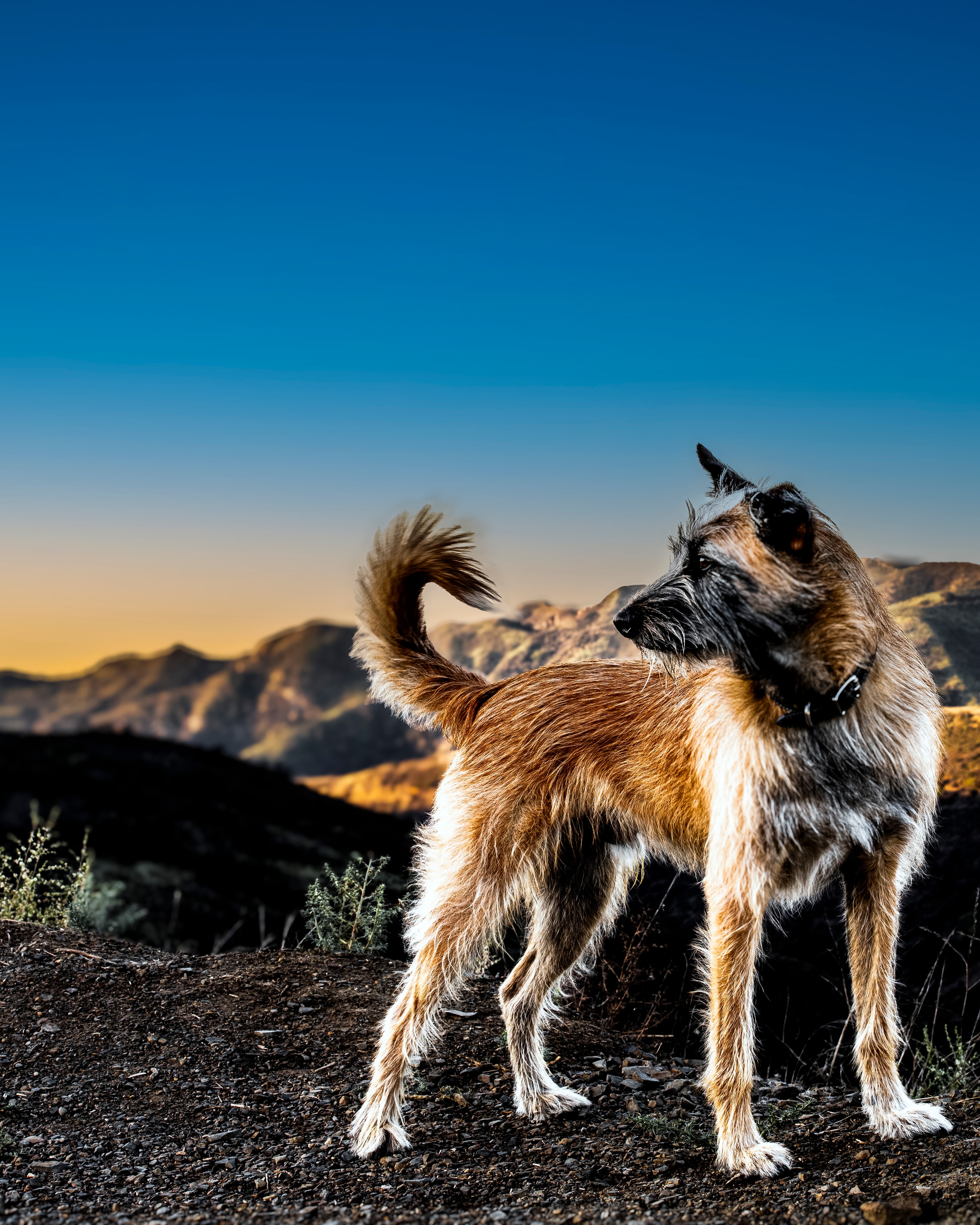 Dog standing on mountain ridge at sunset