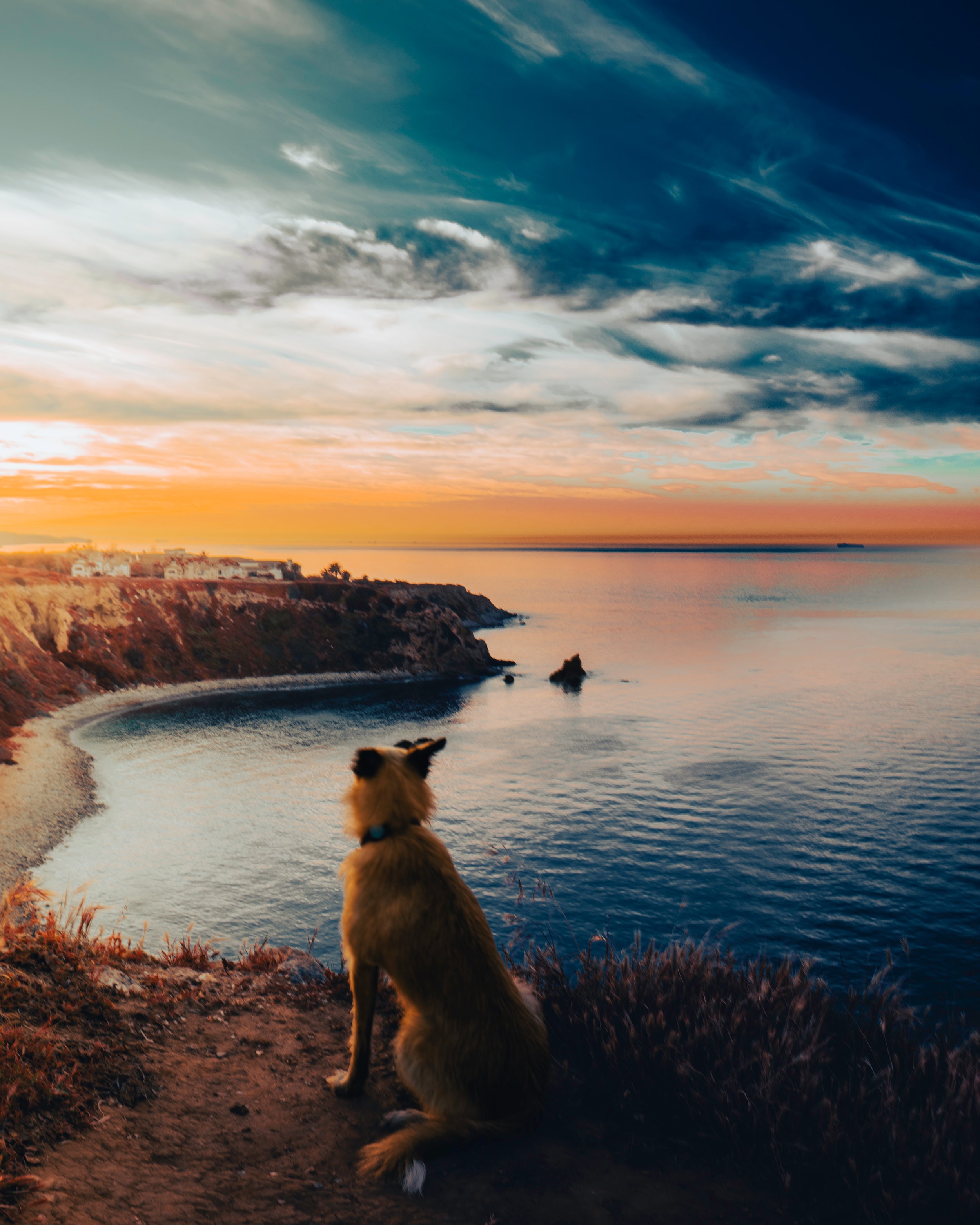Dog overlooking coastal bay at sunset