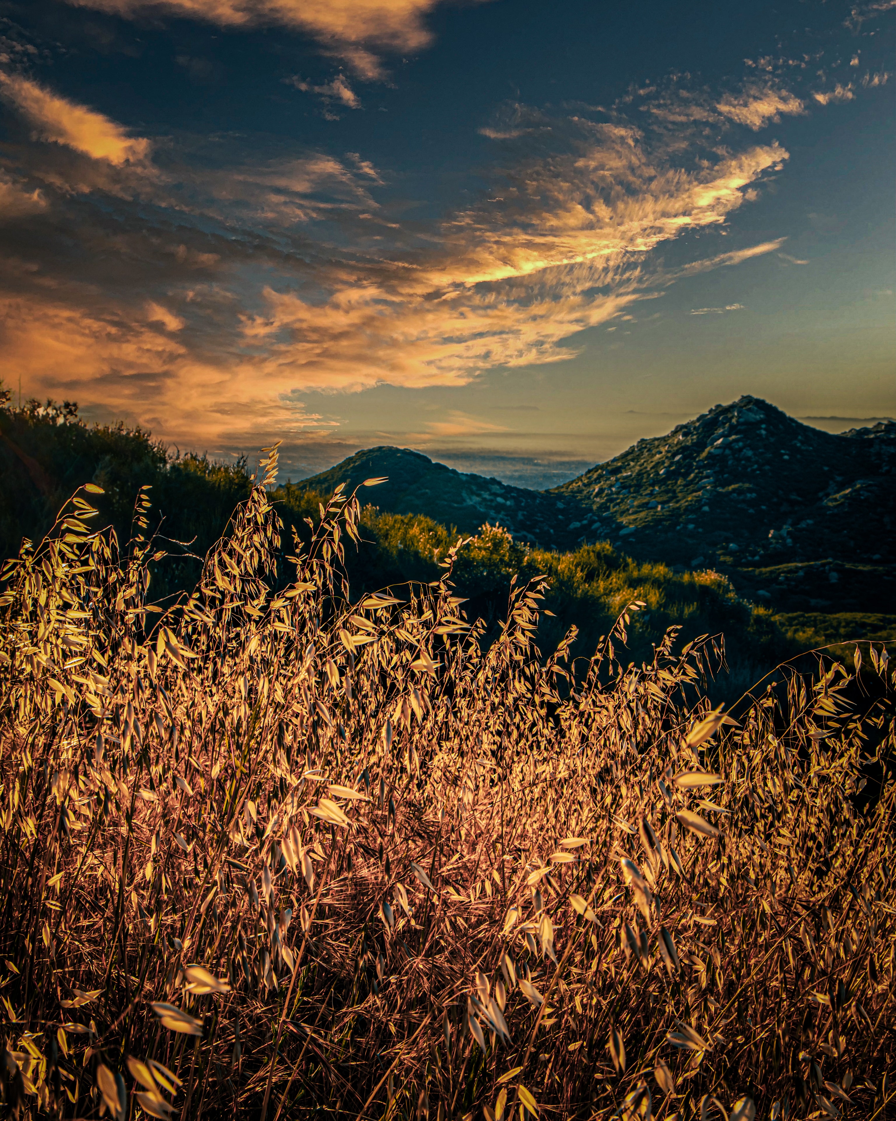 Golden mountain vista with grain field foreground