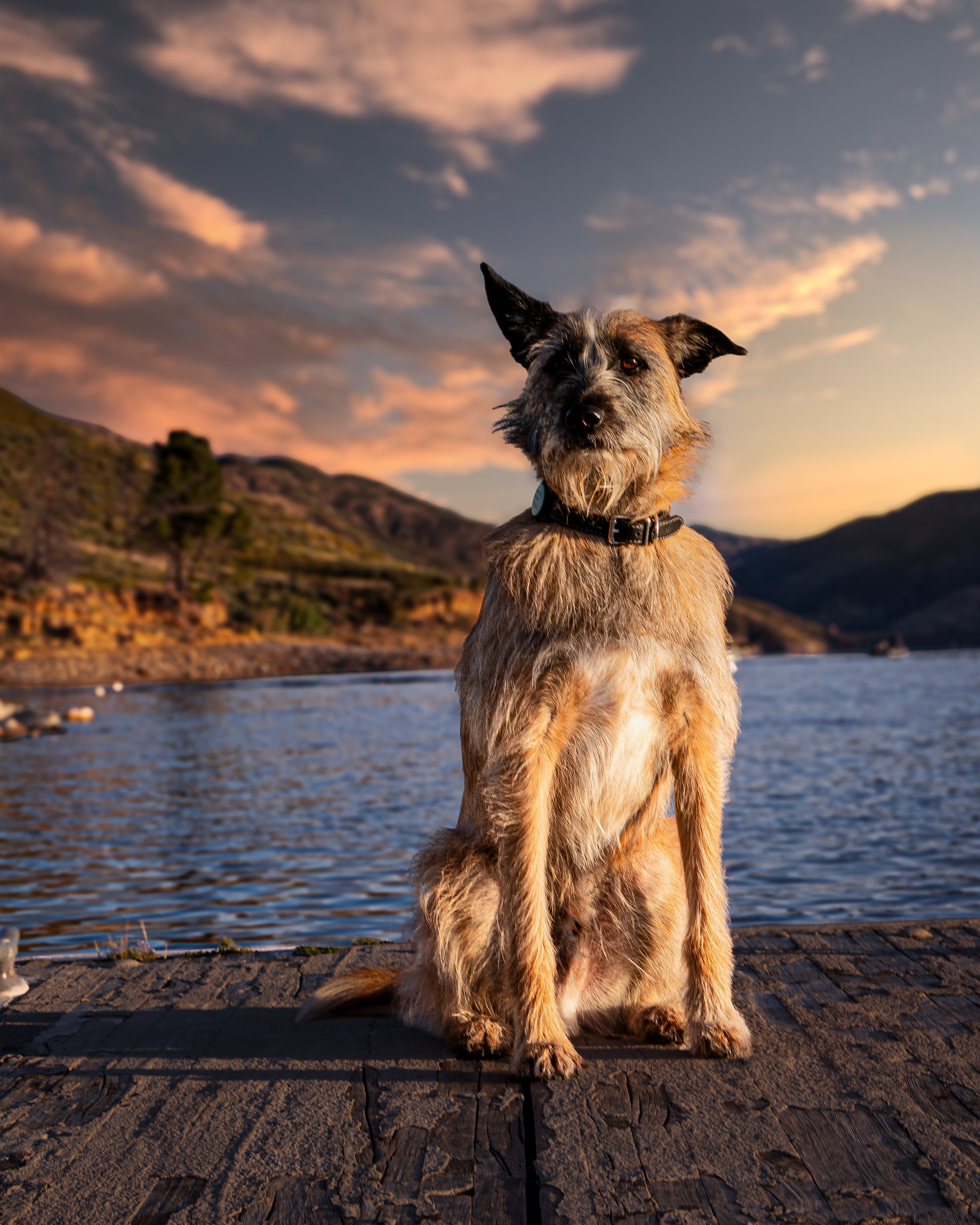 Dog by lake at dramatic sunset with mountain backdrop