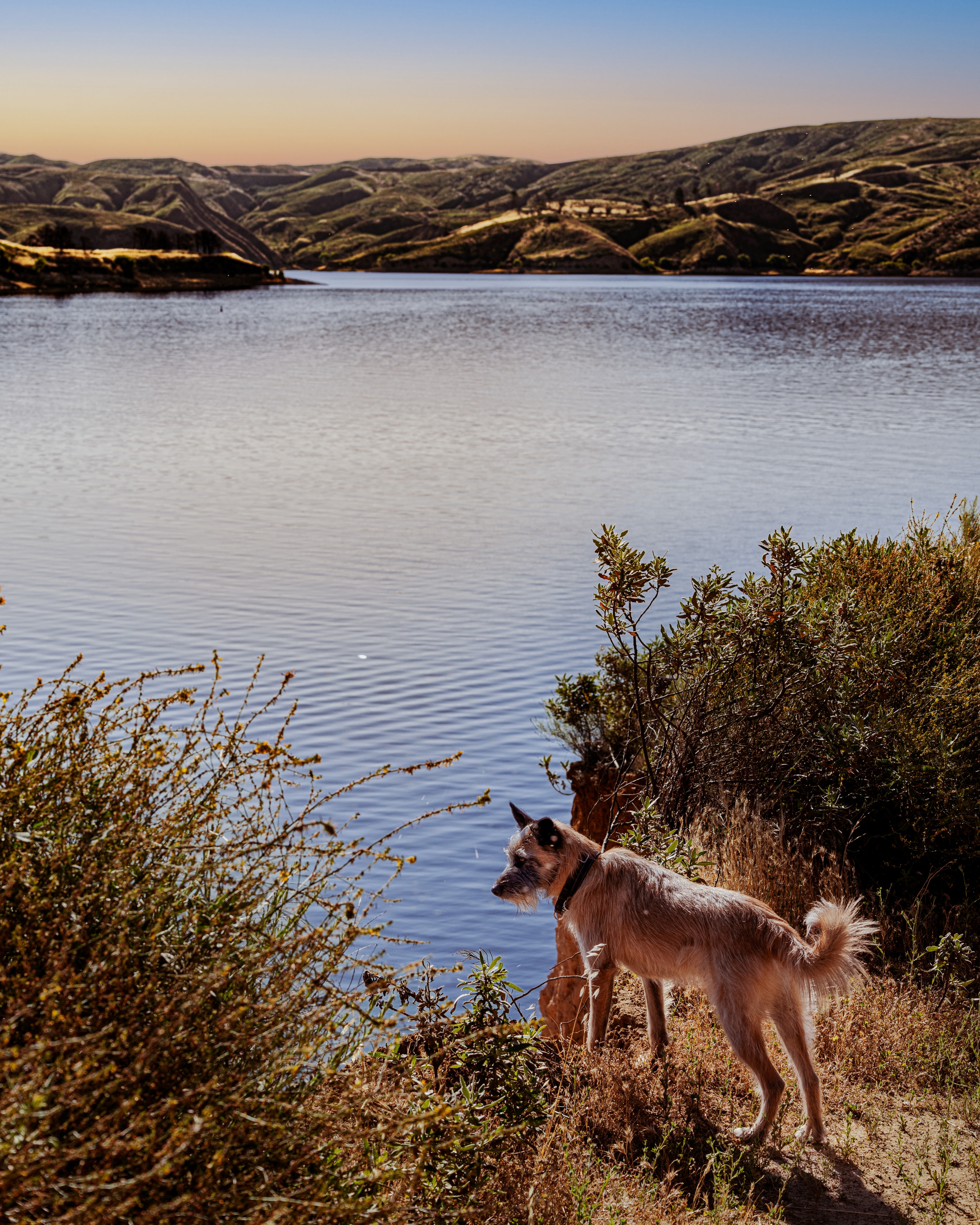 Dog gazing out over calm lake at dusk