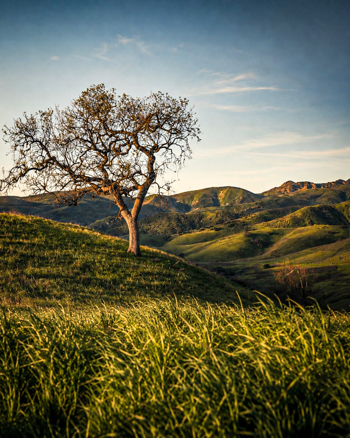 Lone oak tree on rolling green hills at golden hour