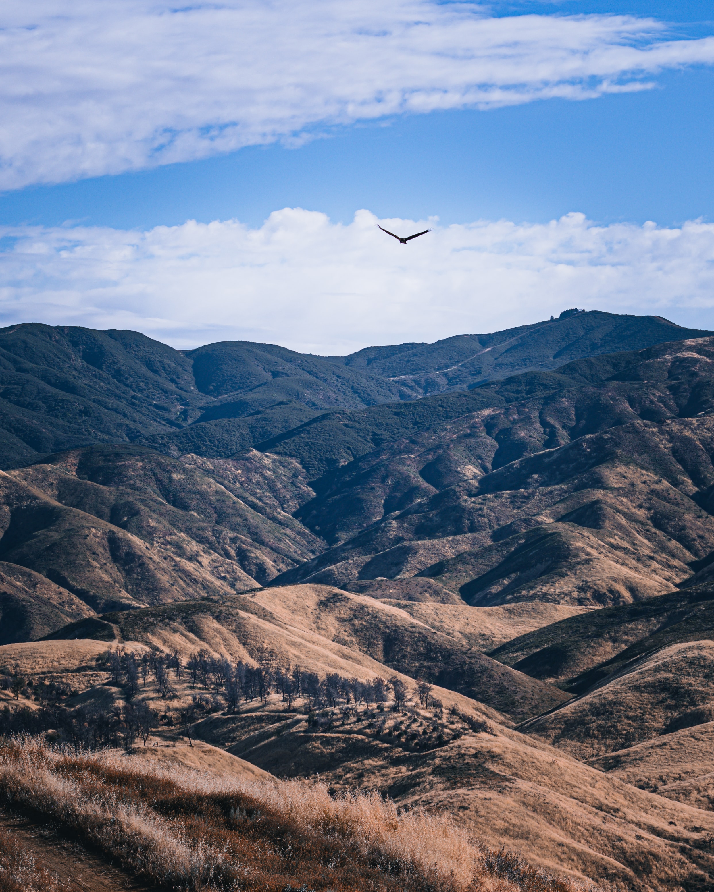 Bird soaring over rolling golden hills and mountains