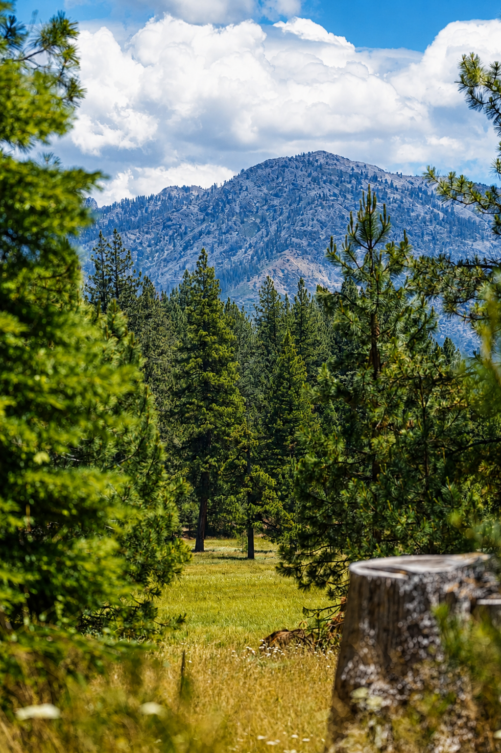 Pine forest meadow framing rocky mountain peak