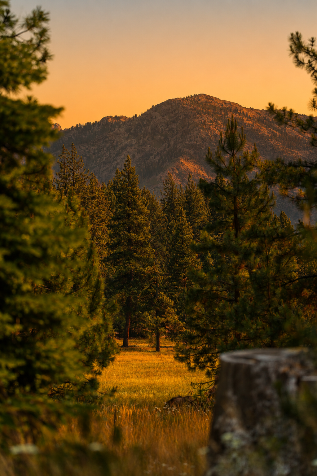 Pine forest clearing bathed in golden hour light