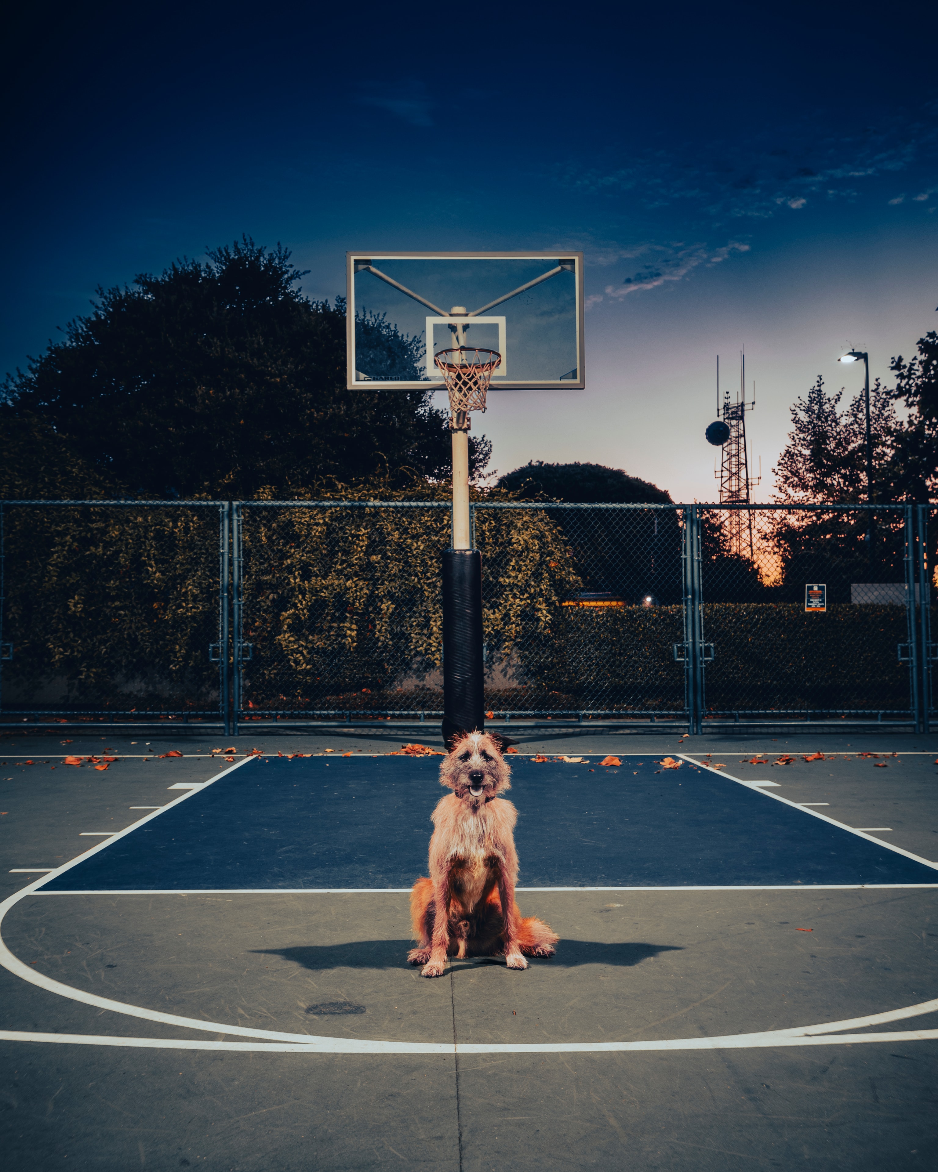 Dog sitting on basketball court at dusk under hoop