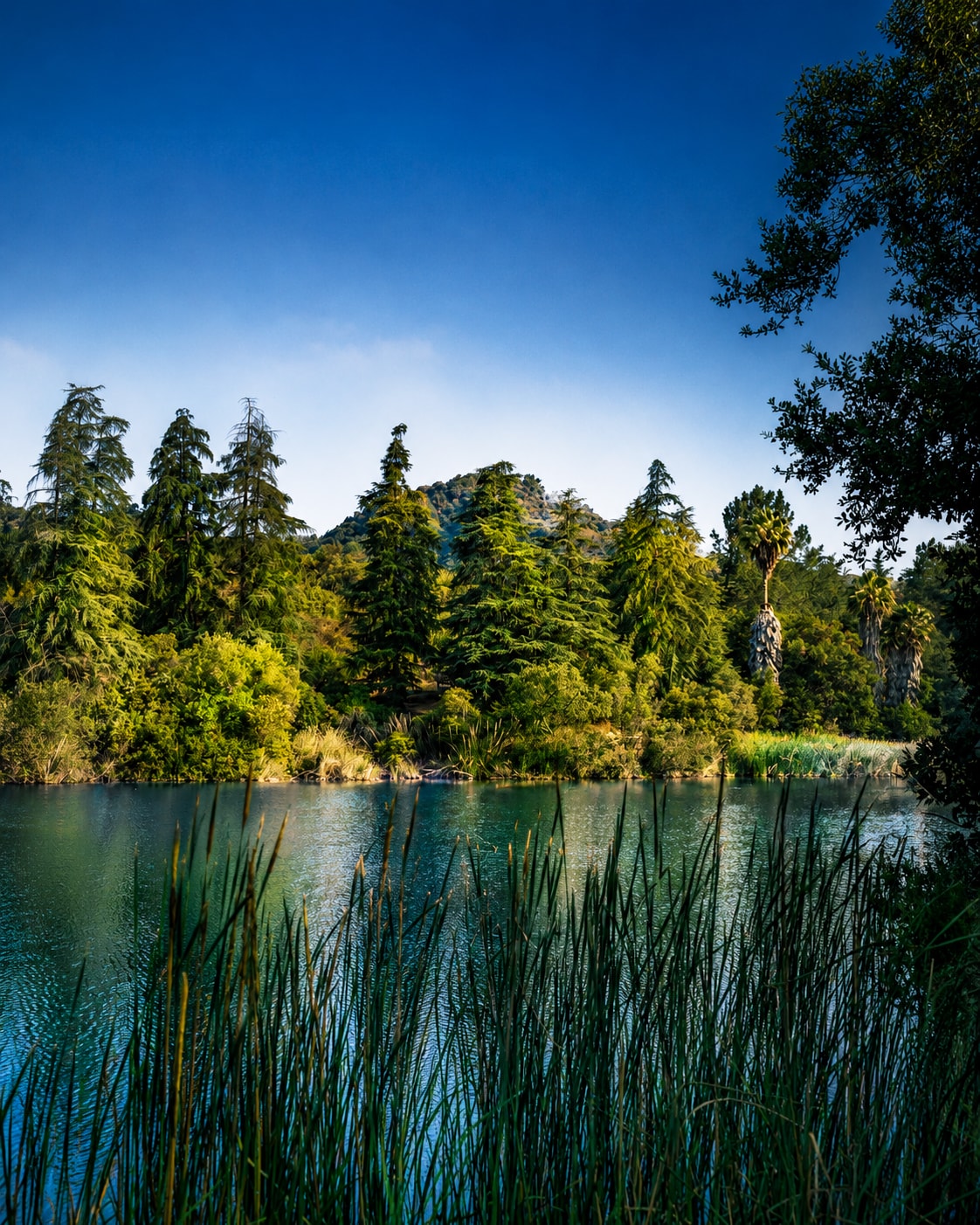 Turquoise lake with reeds and lush hillside trees