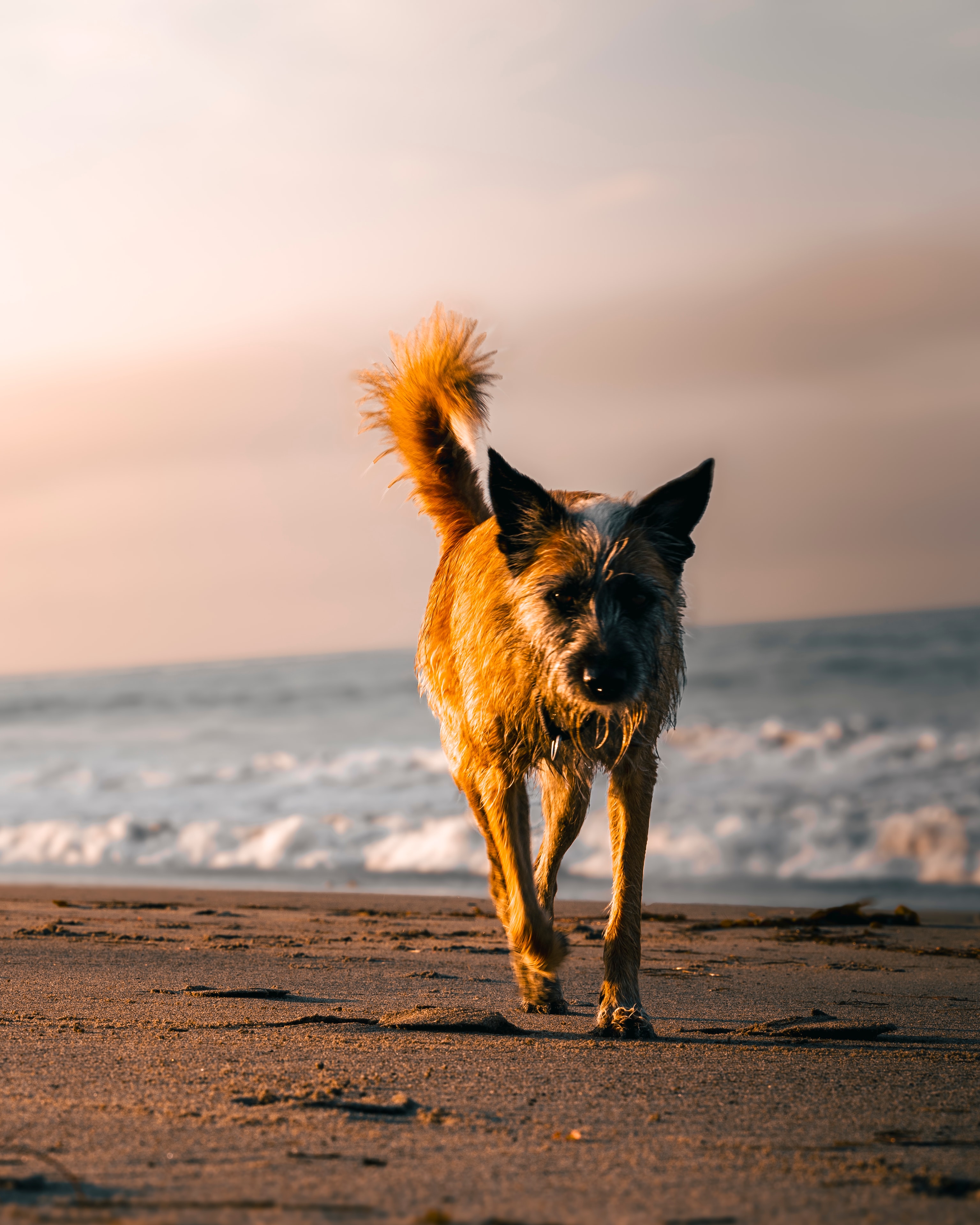 Dog walking on beach at golden sunset