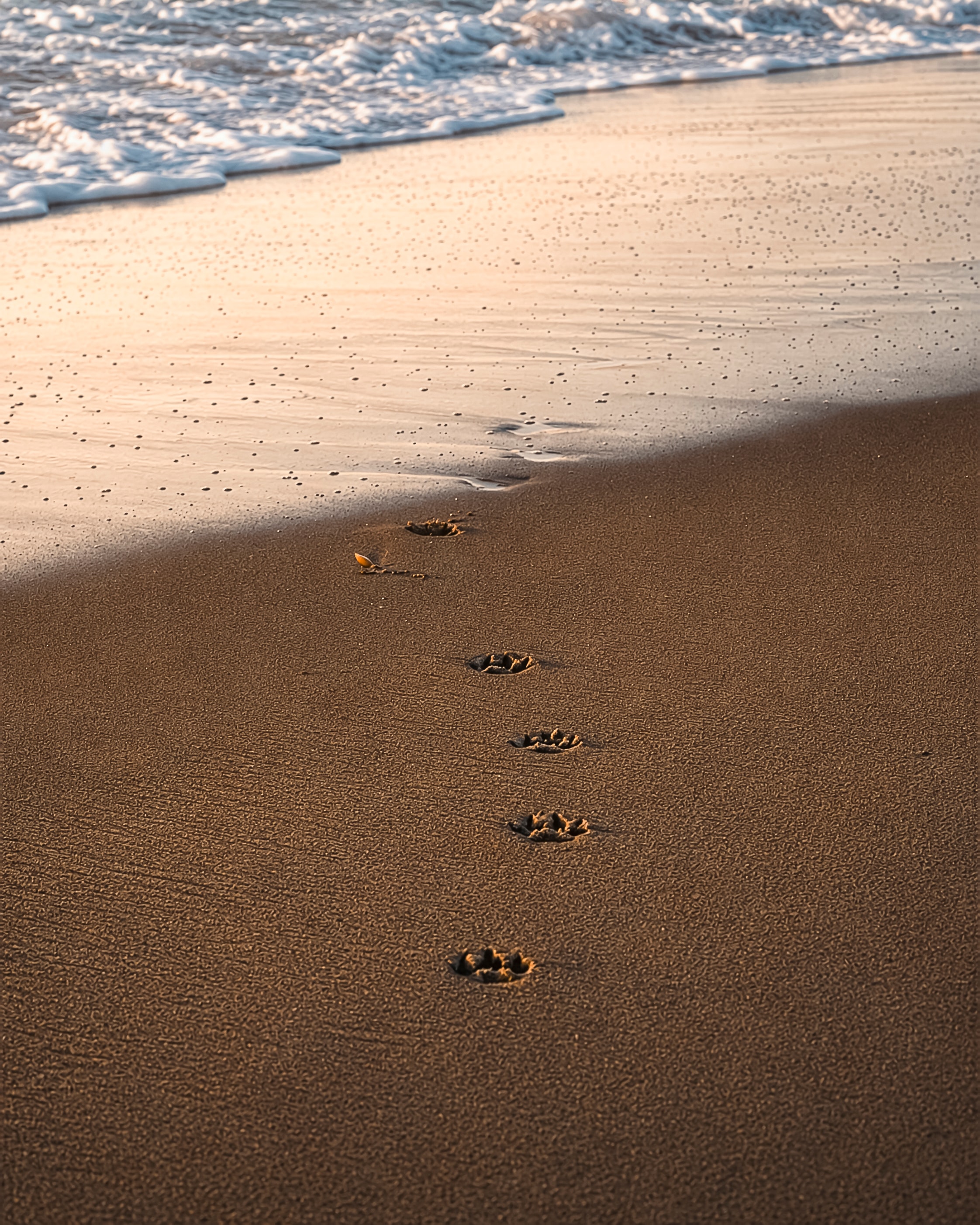 Dog paw prints in wet sand at the shoreline