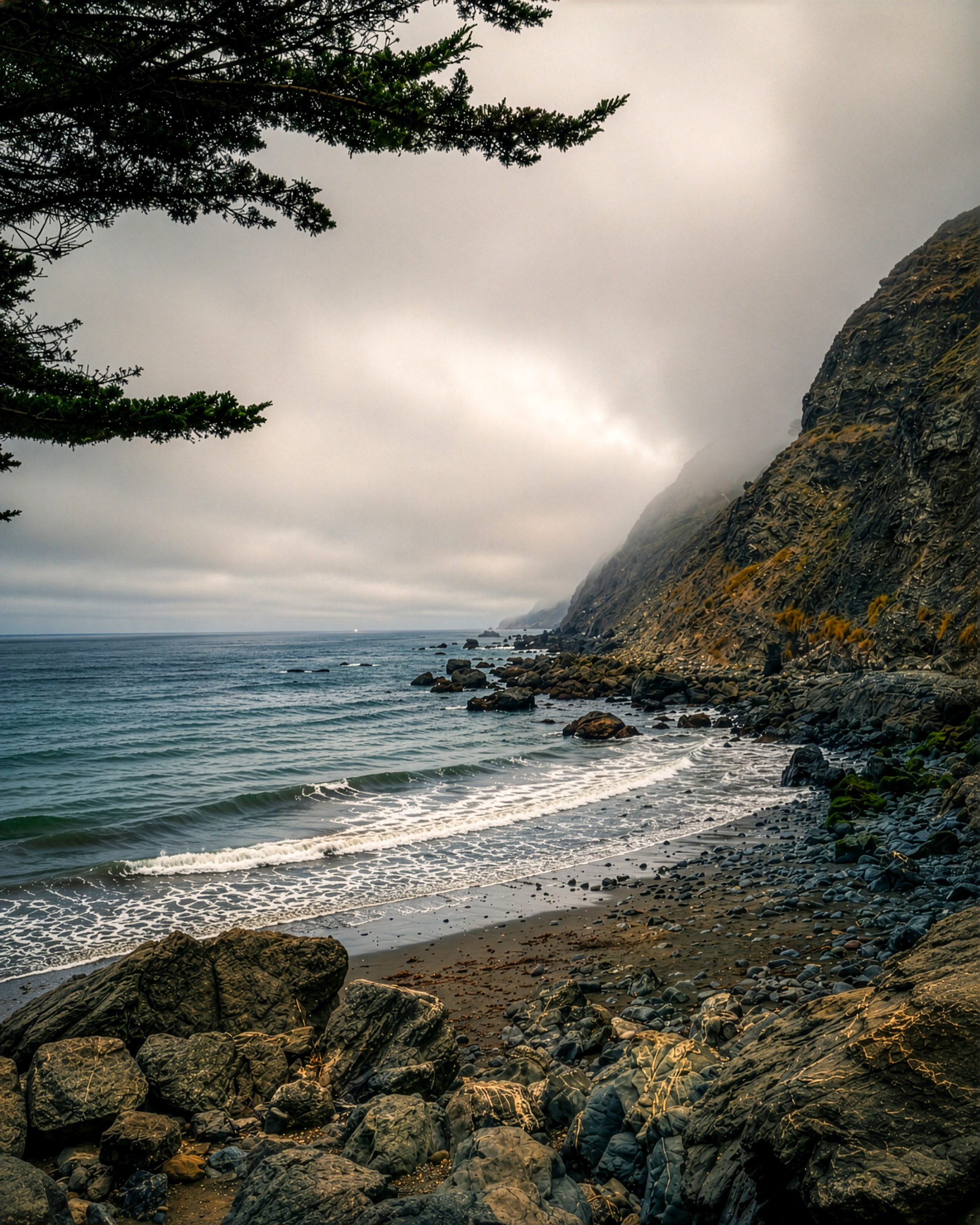 Misty coastal cove with cypress tree and rocky shoreline