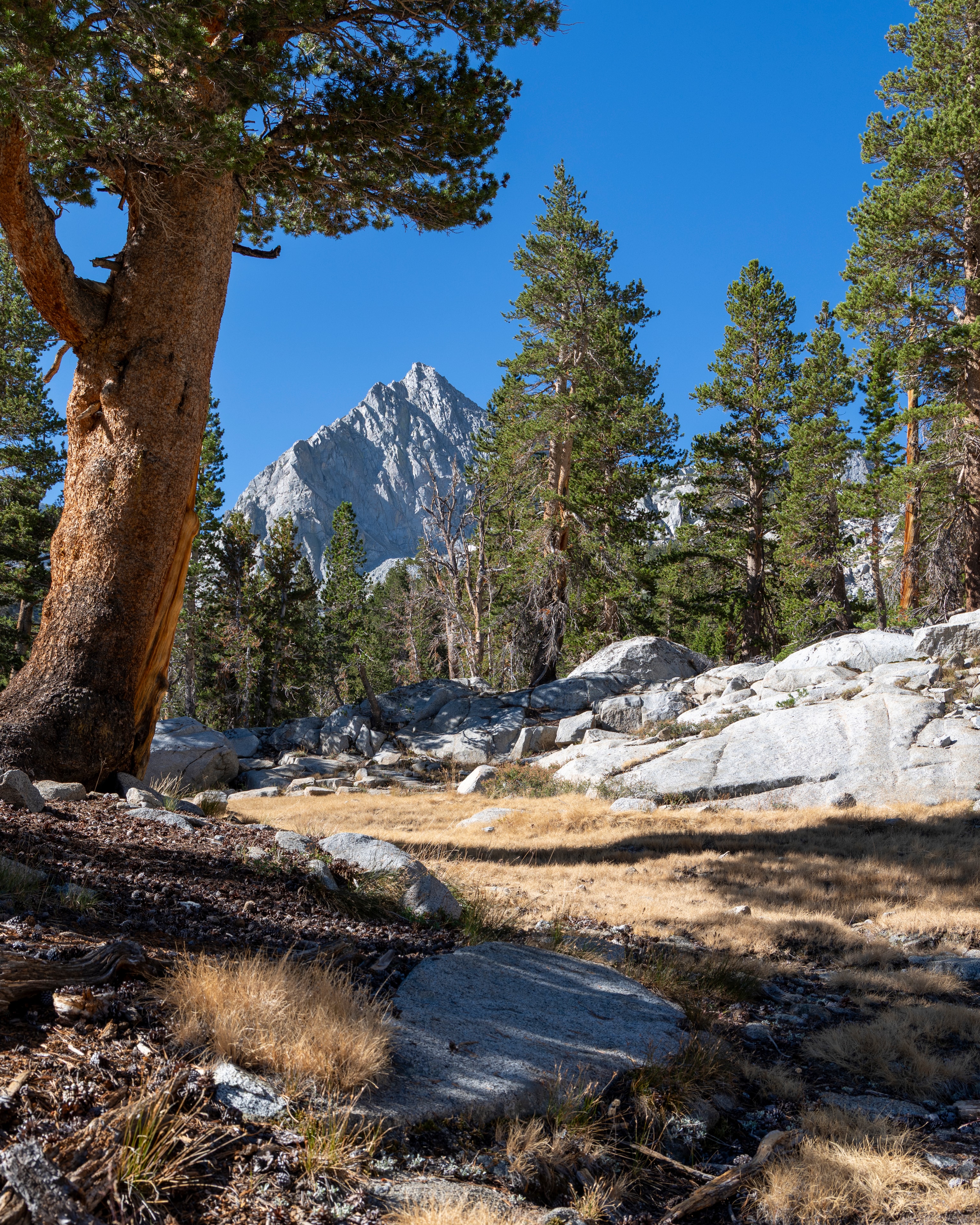 Pine forest trail with granite peak framed by ancient trees, Eastern Sierra