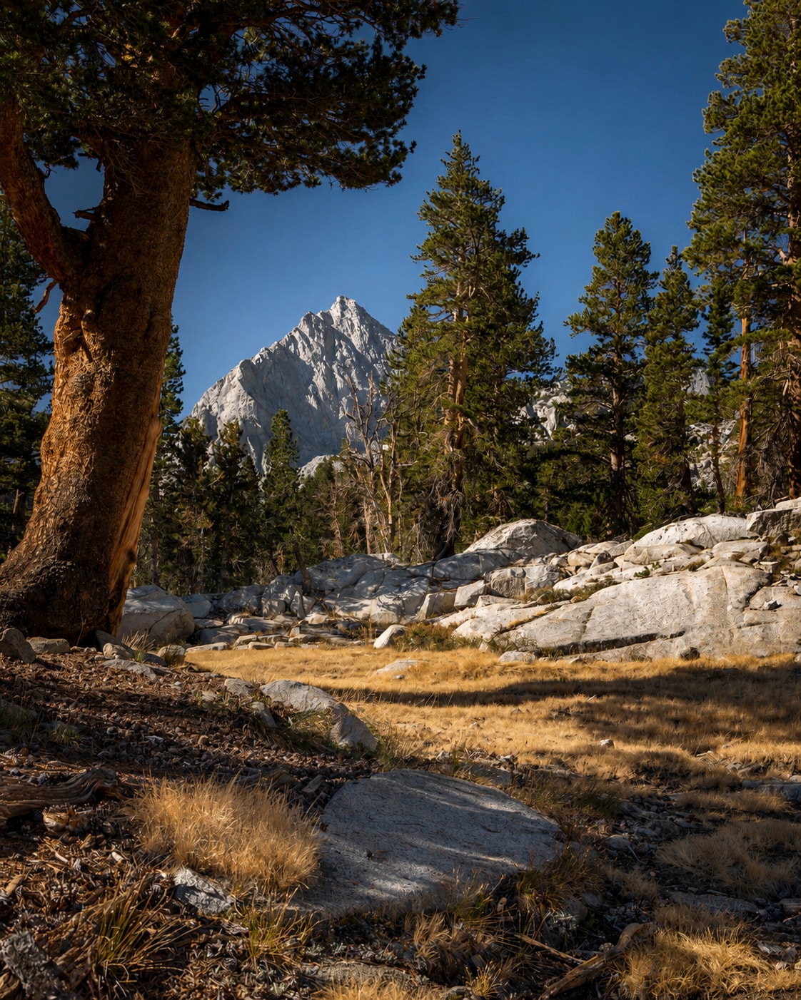 Rocky Sierra trail through pine forest with granite peak at golden hour