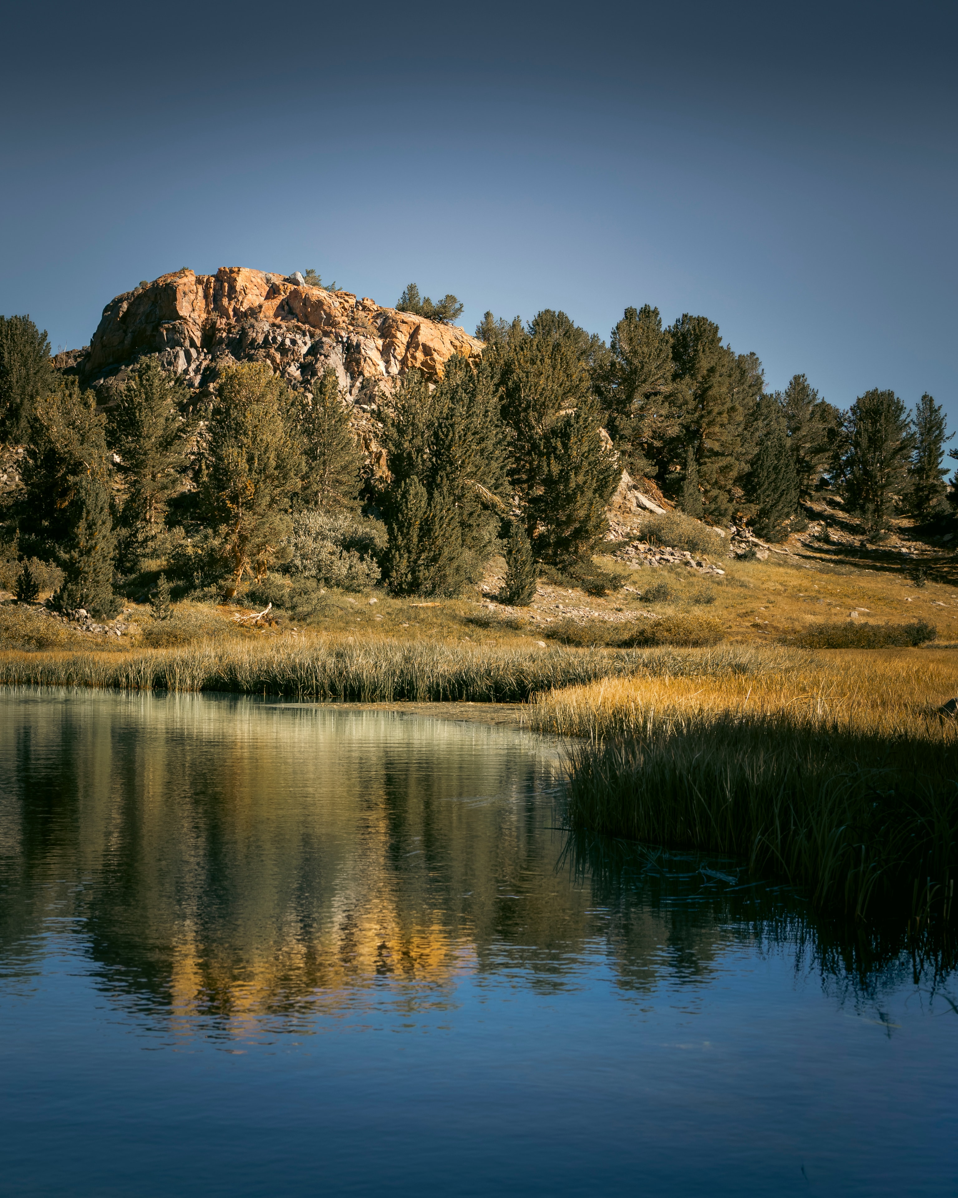 Golden meadow with rocky outcrop reflected in still mountain pond, Eastern Sierra