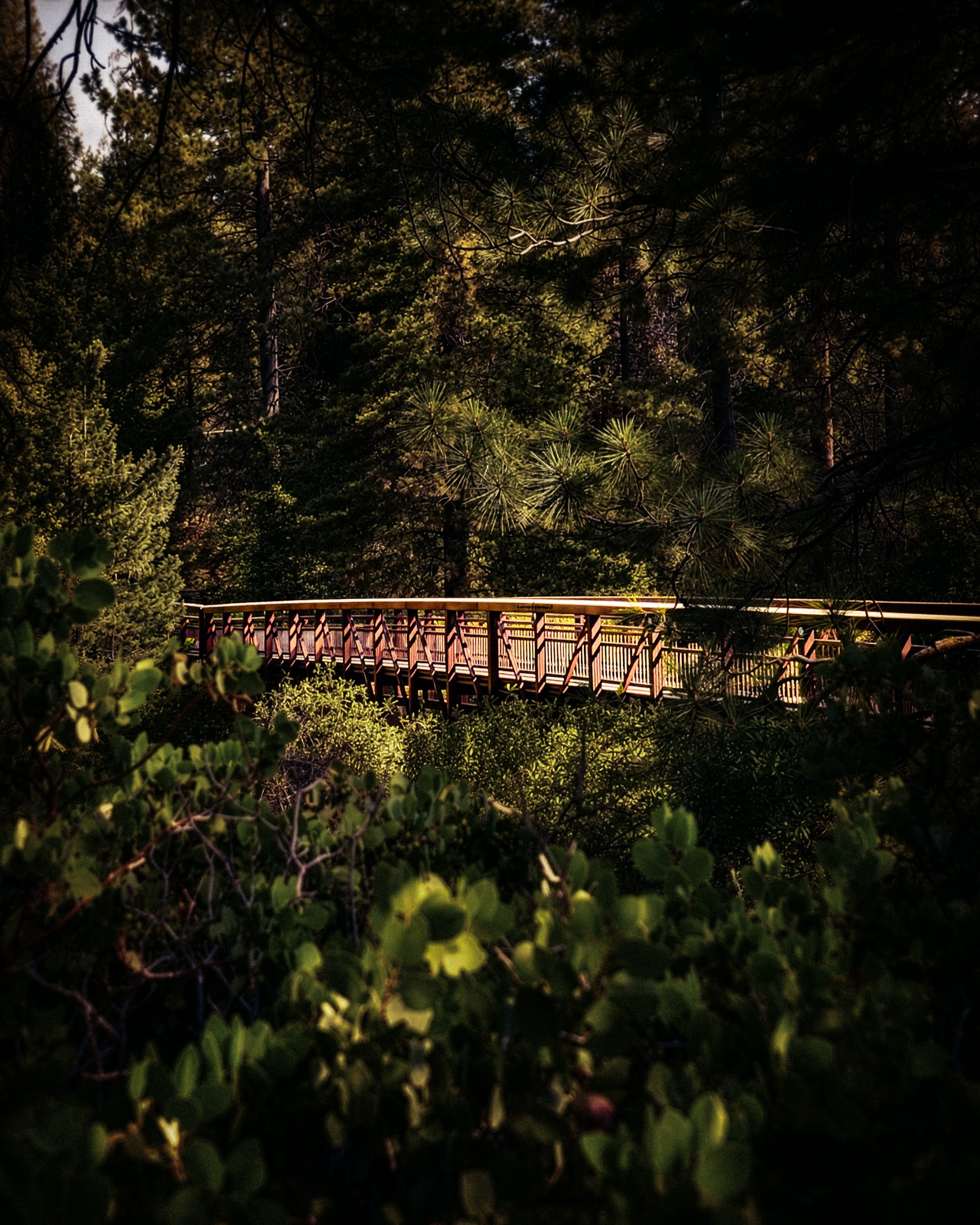 Wooden boardwalk through dense forest canopy