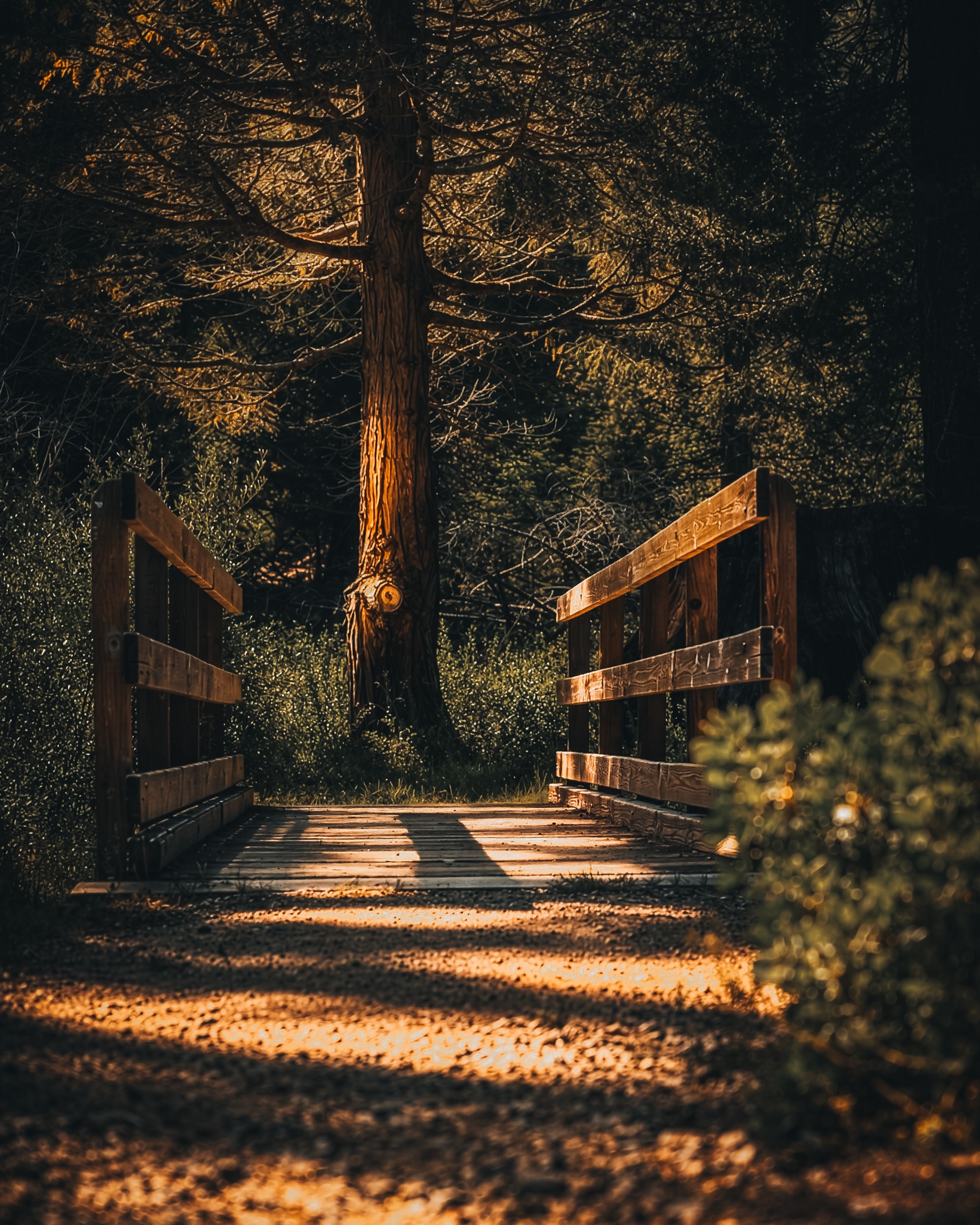 Wooden gate forest path golden light