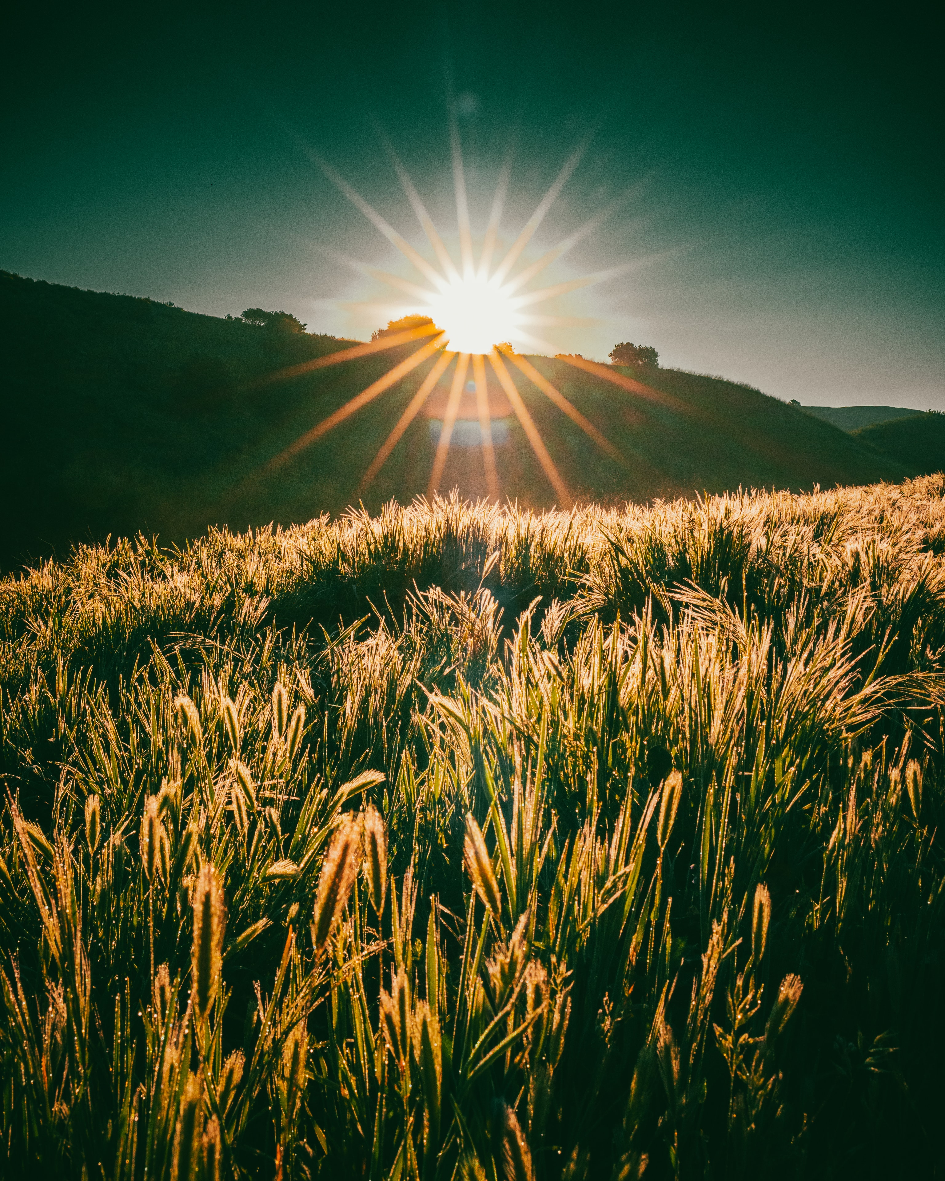Sunlit wheat field golden hour